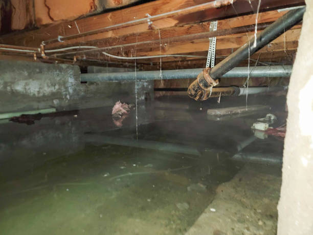 Best Professional water damage repair  in Monte Vista, CO
